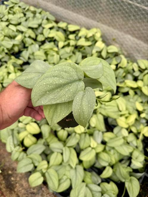 Scindapsus platinum silver hero, Huis en Inrichting, Kamerplanten, Overige soorten, Minder dan 100 cm, Ophalen of Verzenden