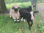 Zwartbles schaap ram lam, Mannelijk, Schaap, 0 tot 2 jaar