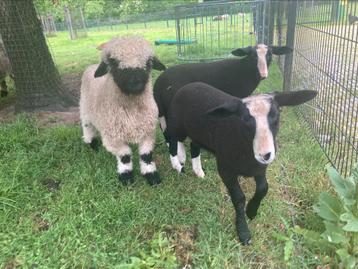 Zwartbles schaap ram lam beschikbaar voor biedingen