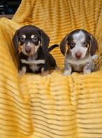 Jack russel pups, Dieren en Toebehoren, Honden | Jack Russells en Terriërs, Jack Russell Terriër, 8 tot 15 weken, Meerdere, Meerdere dieren