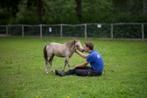 Falabella stamboek veulens te koop, Dieren en Toebehoren, Paarden, Meerdere dieren, Niet van toepassing, Minder dan 160 cm, 0 tot 2 jaar