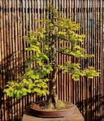 Metasequoia Bonsai - Mammoetboom in Pot, Bloeit niet, Overige soorten, Minder dan 100 cm, Ophalen