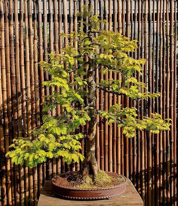 Metasequoia Bonsai - Mammoetboom in Pot beschikbaar voor biedingen
