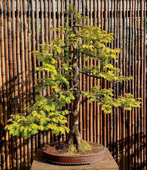 Metasequoia Bonsai - Mammoetboom in Pot, Tuin en Terras, Planten | Bomen, Overige soorten, Minder dan 100 cm, Volle zon, Bloeit niet