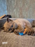 Leuke lieve ragdoll kittens, Dieren en Toebehoren, Katten en Kittens | Raskatten | Langhaar, Meerdere dieren