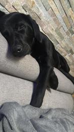 Bernersennen/labrador, Dieren en Toebehoren, Honden | Beagles, Bassets en Lopende honden, Rabiës (hondsdolheid), 15 weken tot 1 jaar