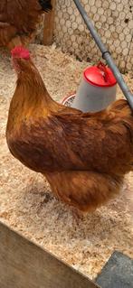 kip kippenhok, Dieren en Toebehoren, Pluimvee, Vrouwelijk, Kip
