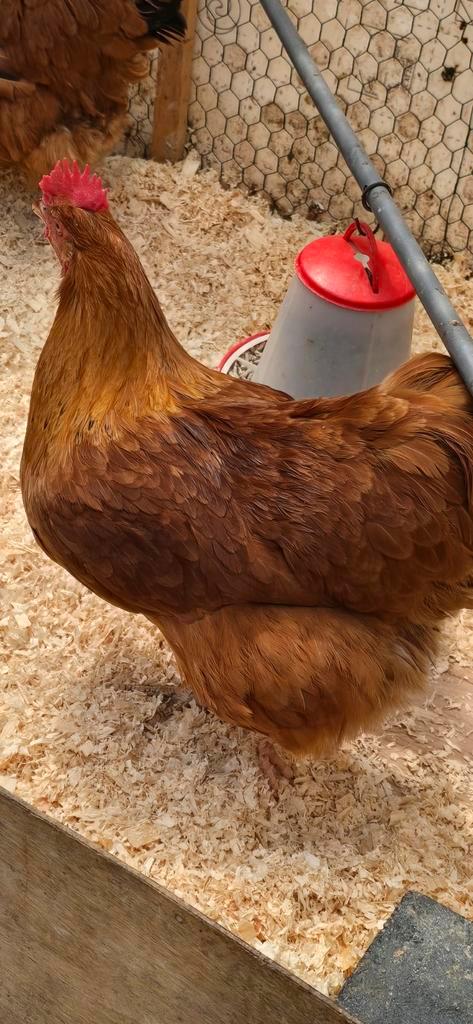 kip kippenhok, Dieren en Toebehoren, Pluimvee, Kip, Vrouwelijk