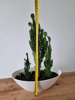 Cactussen, Ophalen, Cactus, Volle zon, Minder dan 100 cm