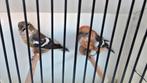 witbandkruisbek man, Dieren en Toebehoren, Mannelijk, Tropenvogel