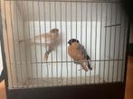 Te koop goudvinken, Dieren en Toebehoren, Vogels | Overige Vogels, Meerdere dieren