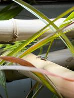 Lygodactylus conraui, Dieren en Toebehoren, 0 tot 2 jaar