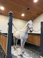 Scheren van paarden en ponys, Verzorging of Verzorgpony's