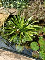 Grote Krabbescheerplant voor vijver, Tuin en Terras, Vijvers, Ophalen of Verzenden