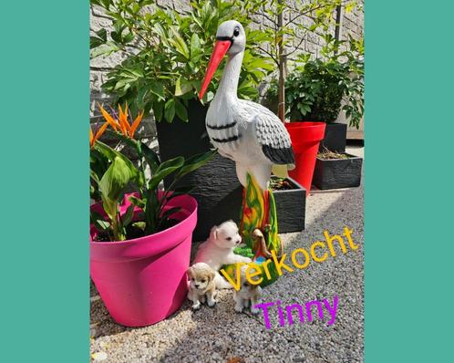 Maltezer kruising, Maltipom, Dieren en Toebehoren, Honden | Chihuahua's en Gezelschapshonden, Meerdere dieren, Maltezer, Particulier