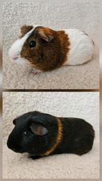 Twee jonge cavia beertjes - evt inclusief toebehoren, Dieren en Toebehoren, Augustus, Mannelijk, Cavia