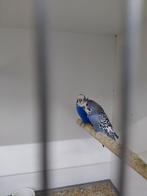 Blackface Hago, Meerdere dieren, Parkiet, Geringd