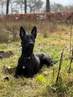 Mechelse herder pups geboren op 18-09-2025, Dieren en Toebehoren, Rabiës (hondsdolheid), 8 tot 15 weken, Meerdere, Meerdere dieren