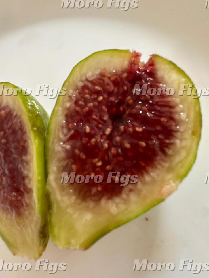 Vijgenboom Verdino groene vijg 1,5 meter hoog 3 jaar oud, Tuin en Terras, Planten | Fruitbomen, Vijgenboom, 100 tot 250 cm, Lente