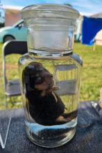Puppy op sterk water, taxidermie, Ophalen of Verzenden, Nieuw, Opgezet dier