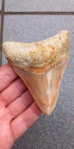 Megalodon haaientand met prachtige kleuren fossiel, Ophalen of Verzenden, Fossiel