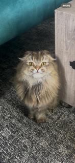 Superlieve scottish fold longhair, Dieren en Toebehoren, Katten en Kittens | Raskatten | Korthaar, Poes, Gechipt, 0 tot 2 jaar