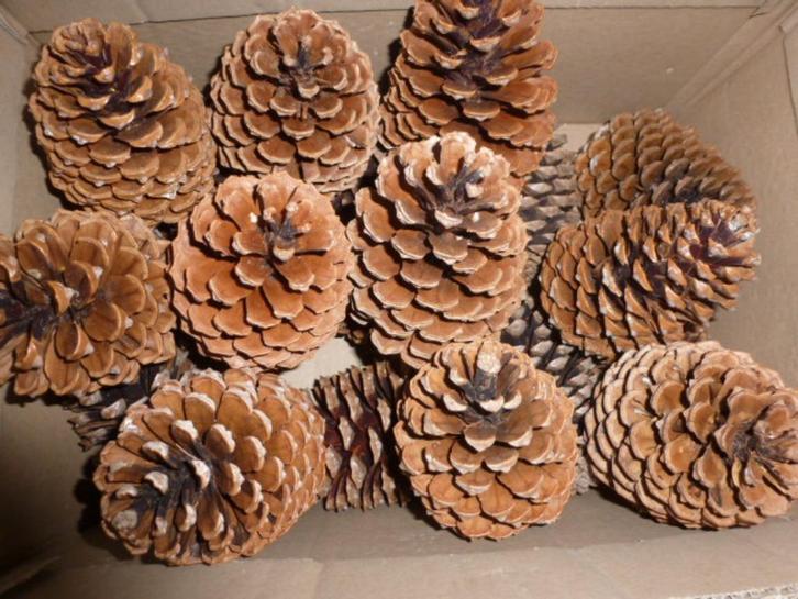 6 x 20 super super mooie extra lichte DENNENAPPELS 15 cm (v), Hobby en Vrije tijd, Knutselen, Nieuw, Knutselwerk, Ophalen of Verzenden