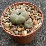 Cactus, Lophophora, Huis en Inrichting, Ophalen of Verzenden, Cactus, Volle zon, Minder dan 100 cm
