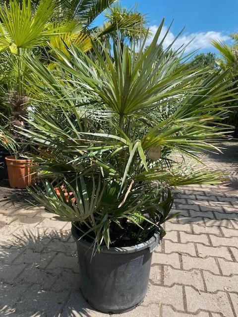 Europese dwergpalm Chamaerops humillis, Tuin en Terras, Planten | Struiken en Hagen, Struik, Overige soorten, Minder dan 100 cm