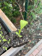 Pluk Sla moestuin planten, Ophalen, Volle zon, Groenteplanten, Eenjarig