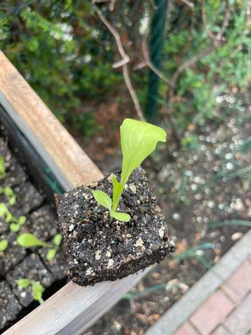 Pluk Sla moestuin planten beschikbaar voor biedingen