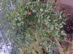 Appelboom, Tuin en Terras, Planten | Bomen, Ophalen of Verzenden, Volle zon, Overige soorten, 250 tot 400 cm
