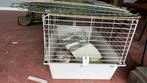 Complete kooi voor konijn of cavia, Dieren en Toebehoren, Minder dan 60 cm, Kooi, Gebruikt, Ophalen of Verzenden