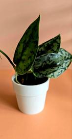 Scindapsus 'Silver Lady' – babyplant , Ophalen of Verzenden, Overige soorten, Minder dan 100 cm
