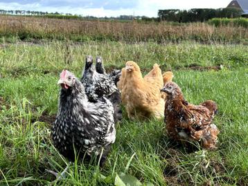 Mooie jonge Orpington kippen, gesekst en ingeënt beschikbaar voor biedingen