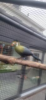 Witwang toerako, Dieren en Toebehoren, Meerdere dieren, Geringd