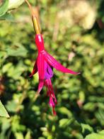 winterharde fuchsia roze met paars, Tuin en Terras, Planten | Tuinplanten, Ophalen, Zomer, Overige soorten