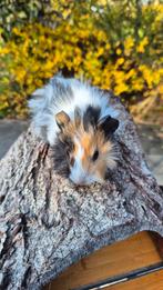 Cavia's beertjes nog 5 jongen beschikbaar, Dieren en Toebehoren, Knaagdieren, September, Cavia