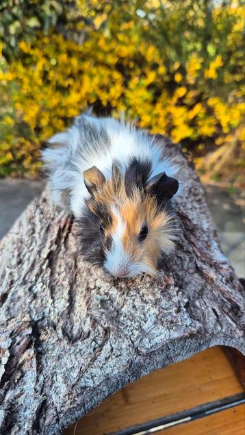 Cavia's beertjes nog 5 jongen beschikbaar  beschikbaar voor biedingen