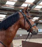 Lieve recreatie merrie, Dieren en Toebehoren, Merrie, 160 tot 165 cm, Recreatiepaard, 11 jaar of ouder