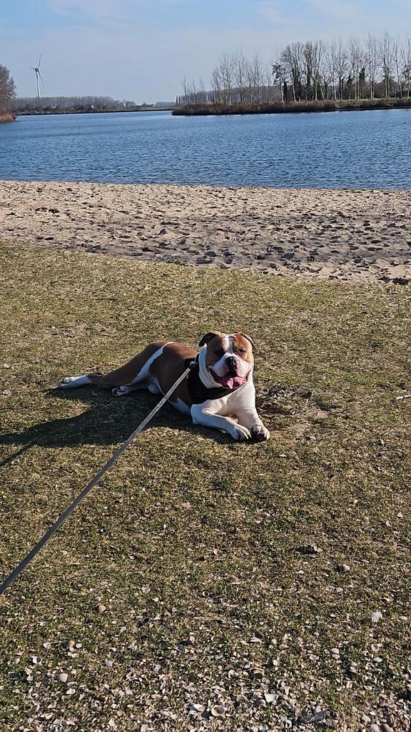 Amerikaanse stafford, Dieren en Toebehoren, Honden | Bulldogs, Pinschers en Molossers, Reu, Overige rassen, Particulier, Eén hond