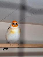 Putter witkop man., Mannelijk, Wildzangvogel, Geringd