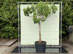 Vijgenboom - stamomvang 30-40 cm - zoete groene vijg, Tuin en Terras, Planten | Bomen, In pot, Zomer, Overige soorten, Volle zon