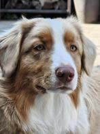 Australian shepherd reu 10 maanden, Dieren en Toebehoren, Honden | Herdershonden en Veedrijvers, Rabiës (hondsdolheid), 15 weken tot 1 jaar