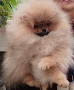 Dwergkees / Pomeriaan FCI stamboom, Dieren en Toebehoren, Honden | Chihuahua's en Gezelschapshonden, Particulier, Rabiës (hondsdolheid)