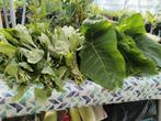 Surinaamse groente. 4 euro per pond., Ophalen of Verzenden, Nieuw