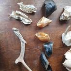 14 dieren  schedels ,oren,poten,tanden,hoorns, Verzamelen, Dierenverzamelingen, Ophalen of Verzenden, Zo goed als nieuw