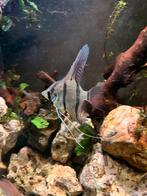 Maanvis, Dieren en Toebehoren, Vissen | Aquariumvissen, Vis