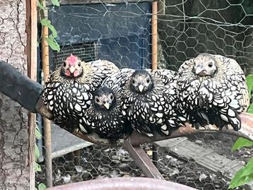 Koppeltje Sebright kippen 1 haan 3 hennen 1/2 jaar oud €24 beschikbaar voor biedingen