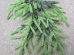 THUJA - KUNST TAK, Ophalen of Verzenden, Nieuw